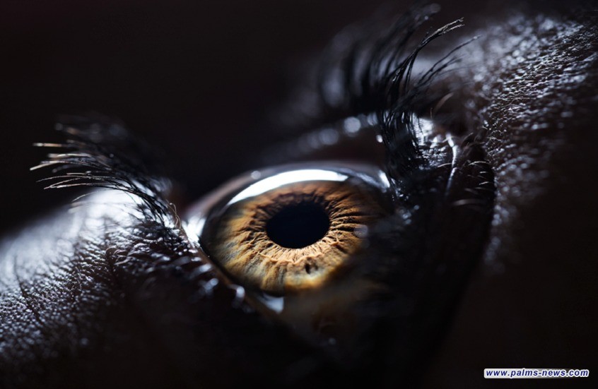 حدقة العين تكشف الصدق من الكذب!